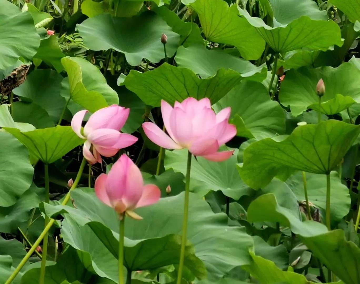 咏荷四首（作者：林园不老松）