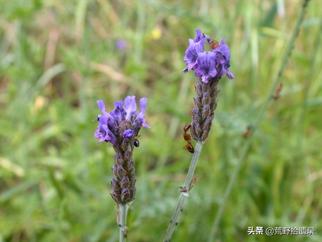 衣草的种植方法和注意事项图片,薰衣草种植需要什么条件才能种植