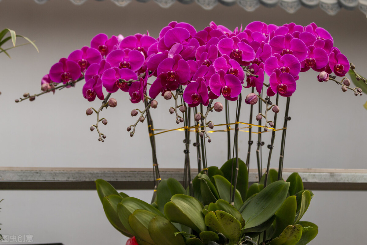 那些令人赞叹的庭院花卉,5种庭院生活方式的花卉