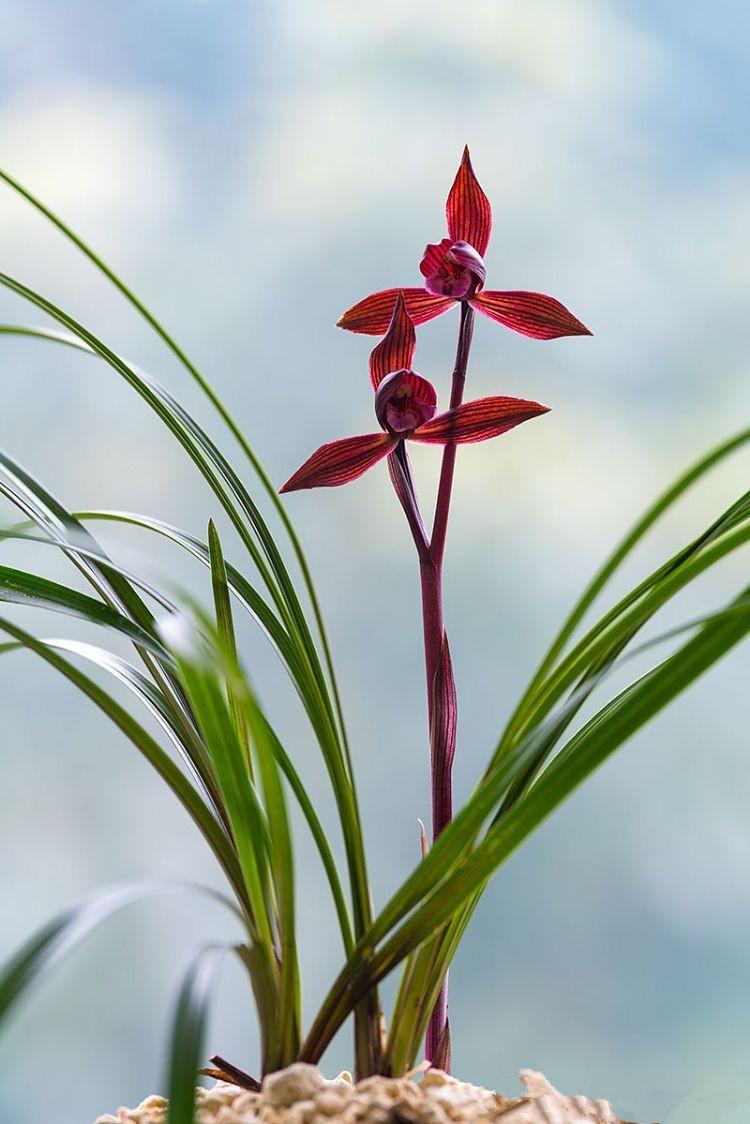 一般养兰人爱买什么价位的兰花,养兰高手传授真正兰花生长环境