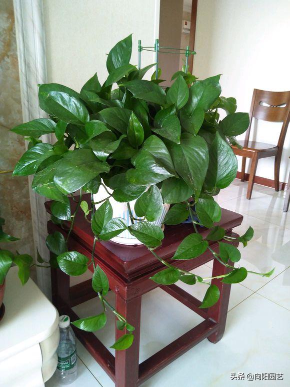 绿萝叶片有黑斑点发黄怎么治,绿萝出现叶子黄应该怎么养护