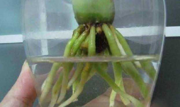 怎样用柳树水来给君子兰生根杀菌,柳枝泡水浇君子兰的方法