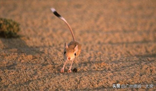 世界上十大很少见到的动物,世界上最受欢迎的动物排行榜