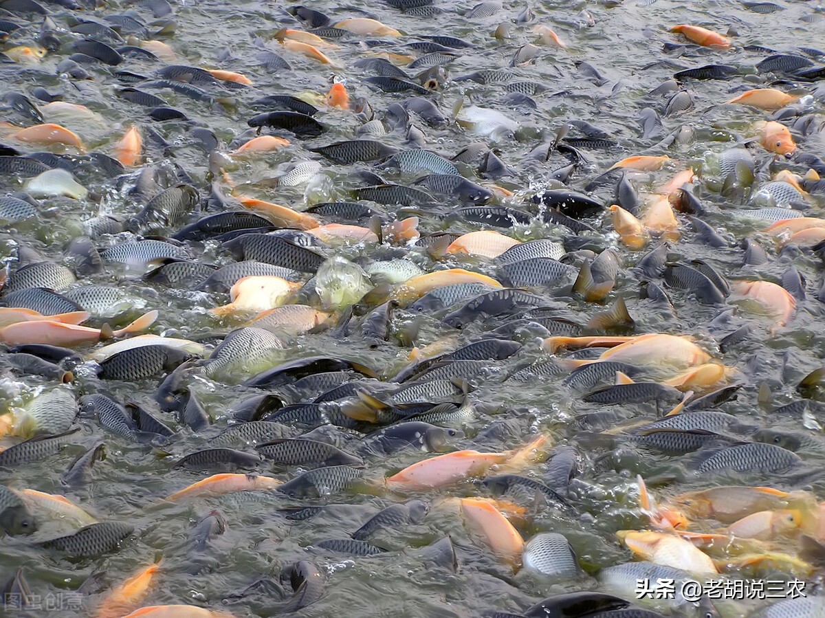 肇源江鱼排名,肇源江鱼有什么品种