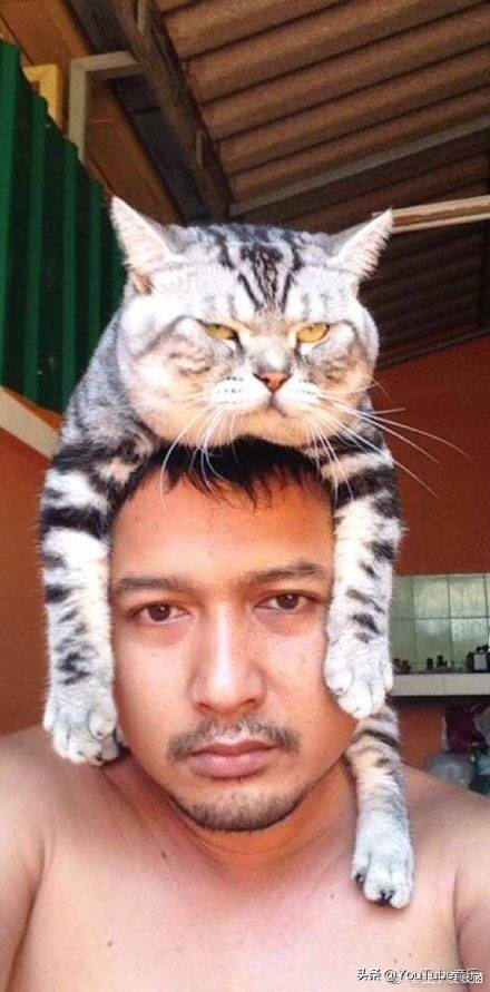 「今日萌图」一旦猫咪能自己打开鱼罐头，人类也就完蛋了