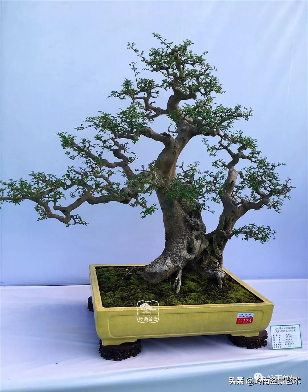 盆景对节白蜡是什么树,对节白蜡盆景是什么树