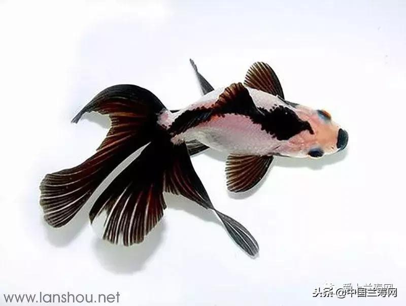 生命力最大的金鱼品种有哪些,十大最好的金鱼品种