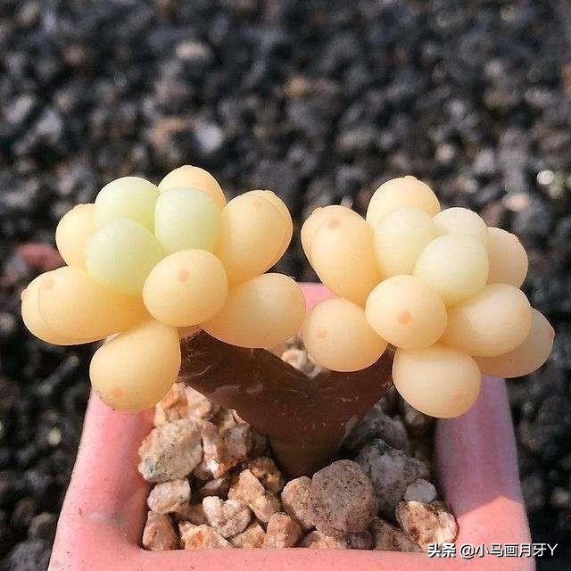 冬季动物成语大全,动物成语大全及答案100个