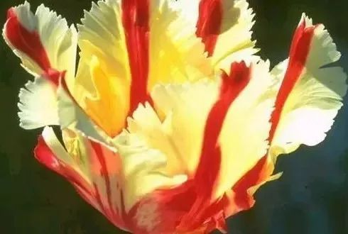 各国国花及花语英文,世界各国的国花资料