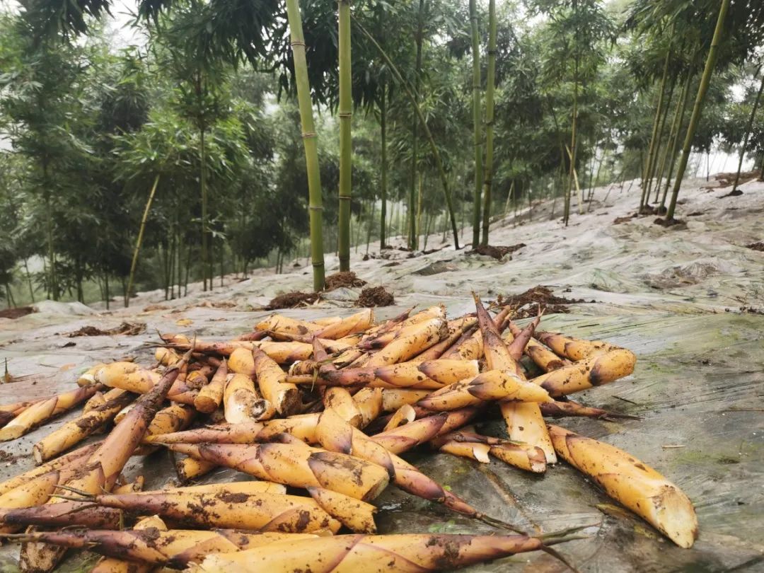 四月天山上春笋鲜,人间四月天春笋鲜