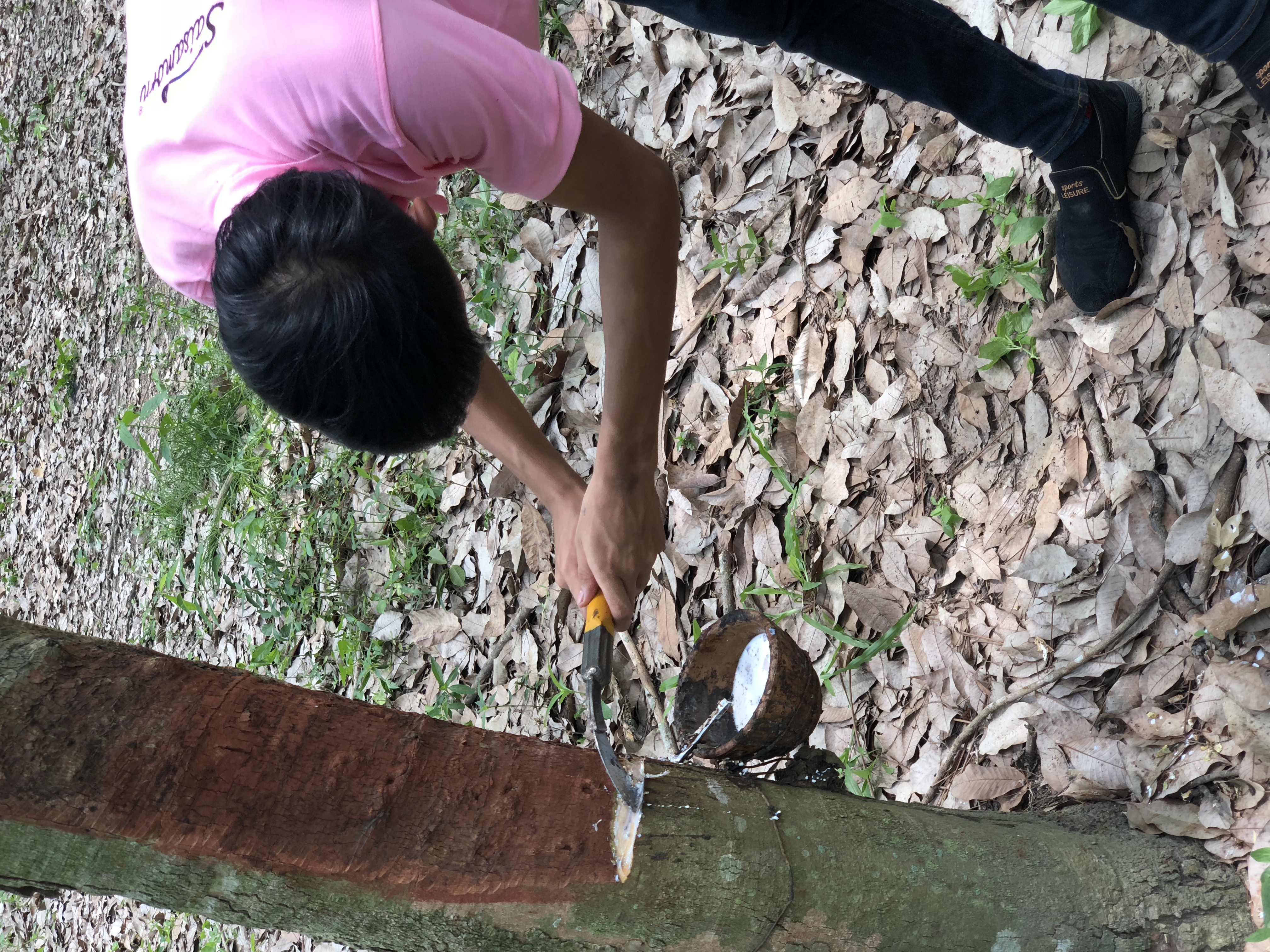 赛莎梦乳胶内衣直销,泰国赛梦莎乳胶内衣价格