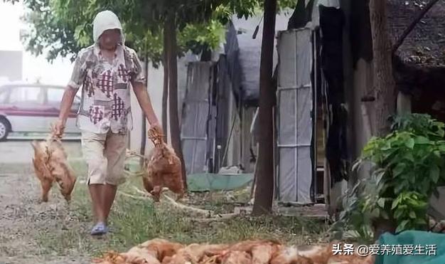 防止鸡中暑的有效方法,鸡中暑了怎么办最快解决方法