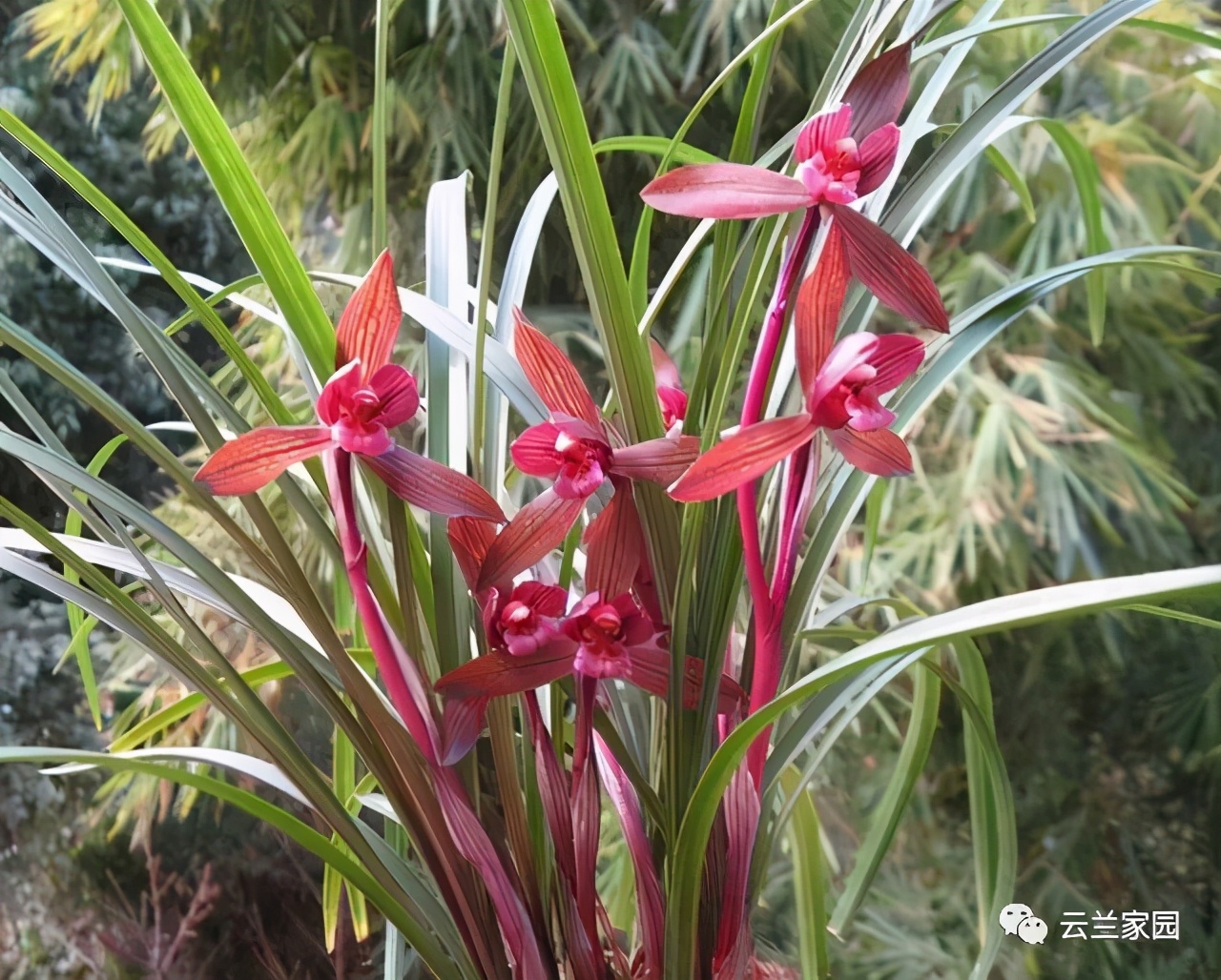 这5款红色的多肉好看好养到爆,五种最香的兰花品种