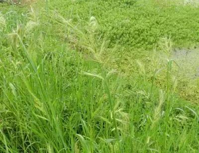 田间杂草认不清来看高清大图,常见田间杂草图片