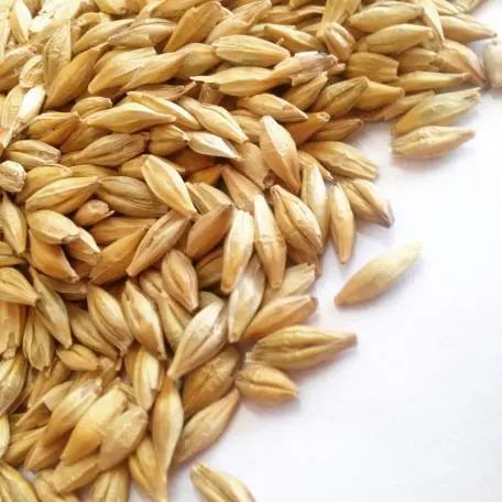 520推荐玫瑰花,520送的玫瑰花怎么不浪费