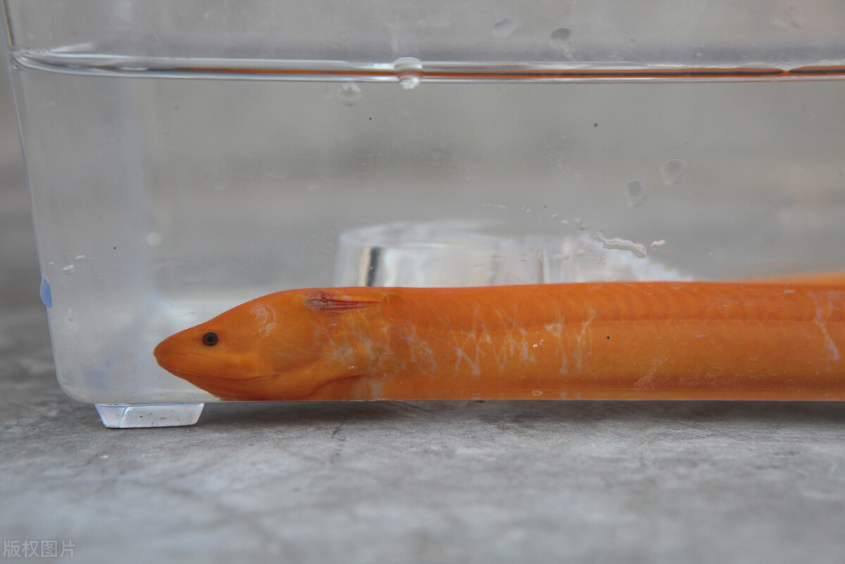 黄鳝喜欢在什么地方生长,黄鳝为什么喜欢在腐烂的树叶下面