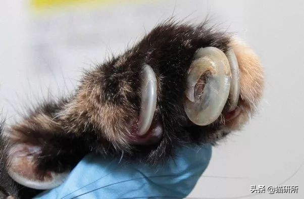 猫磨爪子什么意思,猫磨爪子