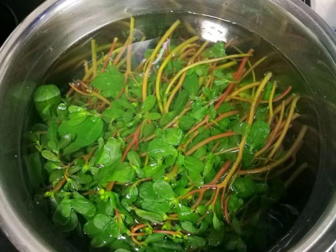 马齿苋是长寿菜你知道吗,马齿苋夏天