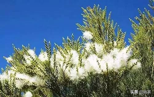 诚壹科普：山茶花树，茶叶树，茶油树傻傻分不清楚？关注我不迷路