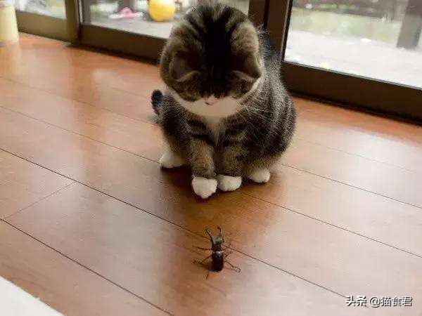 劝养猫的人别养两只猫,劝养猫的朋友都别养两只猫