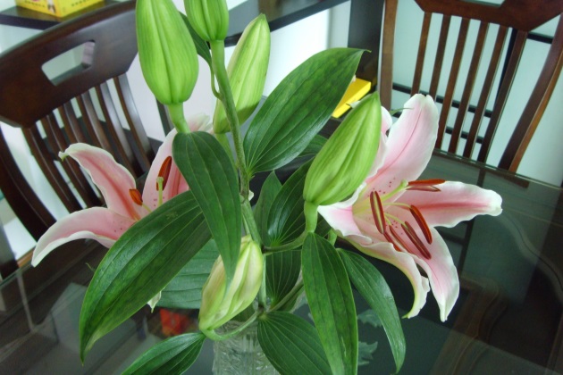 百合花的盆栽方法和注意事项,盆栽百合花怎么养才多开花图片