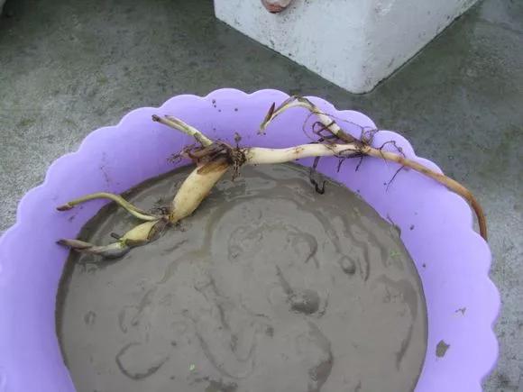 夏季这样养碗莲,碗莲怎么养才能开五颜六色的花