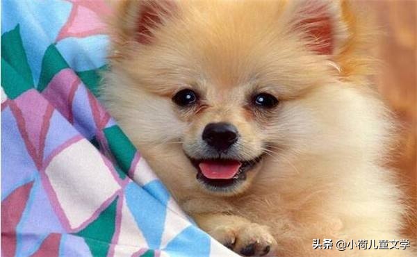 作文狗丁丁生活记丨朱佳妮