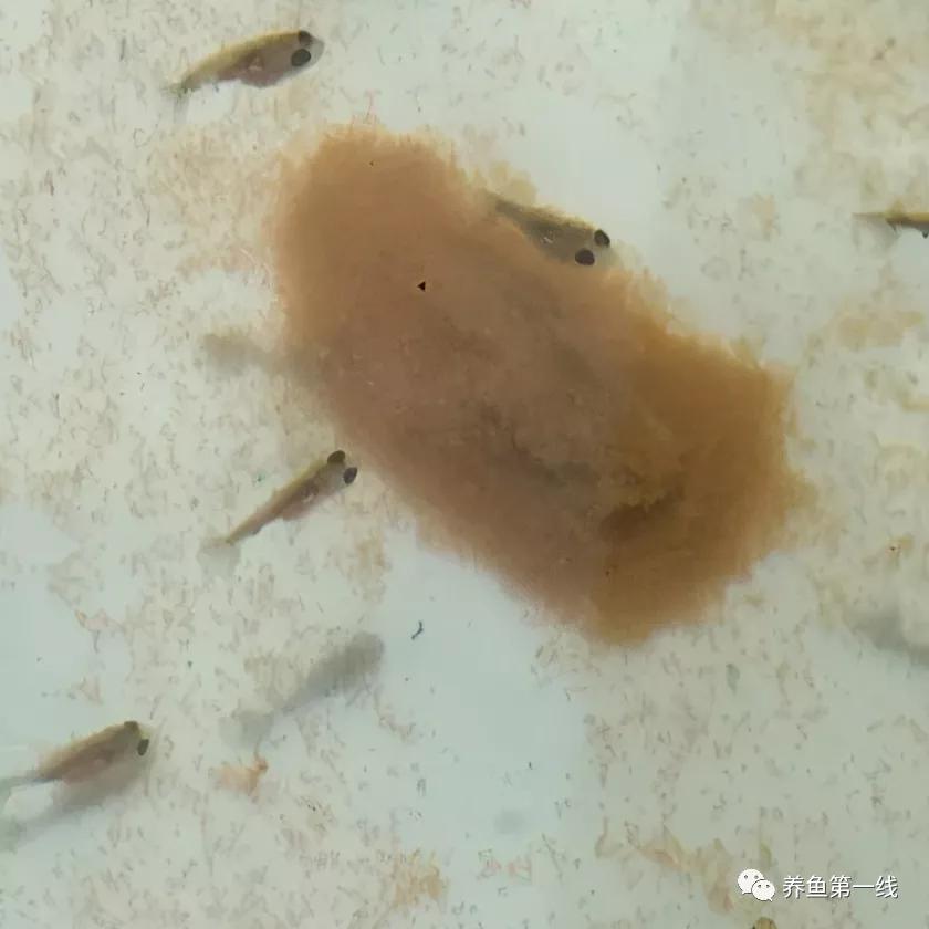 食藻虫怎么消灭,怎么培育食藻虫