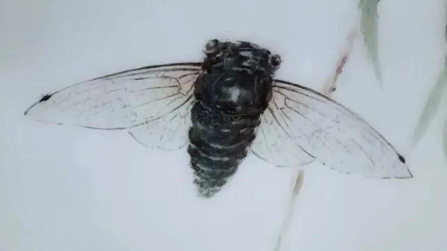 景德镇釉下彩全手工青花手绘,景德镇手绘釉下彩青花全手工