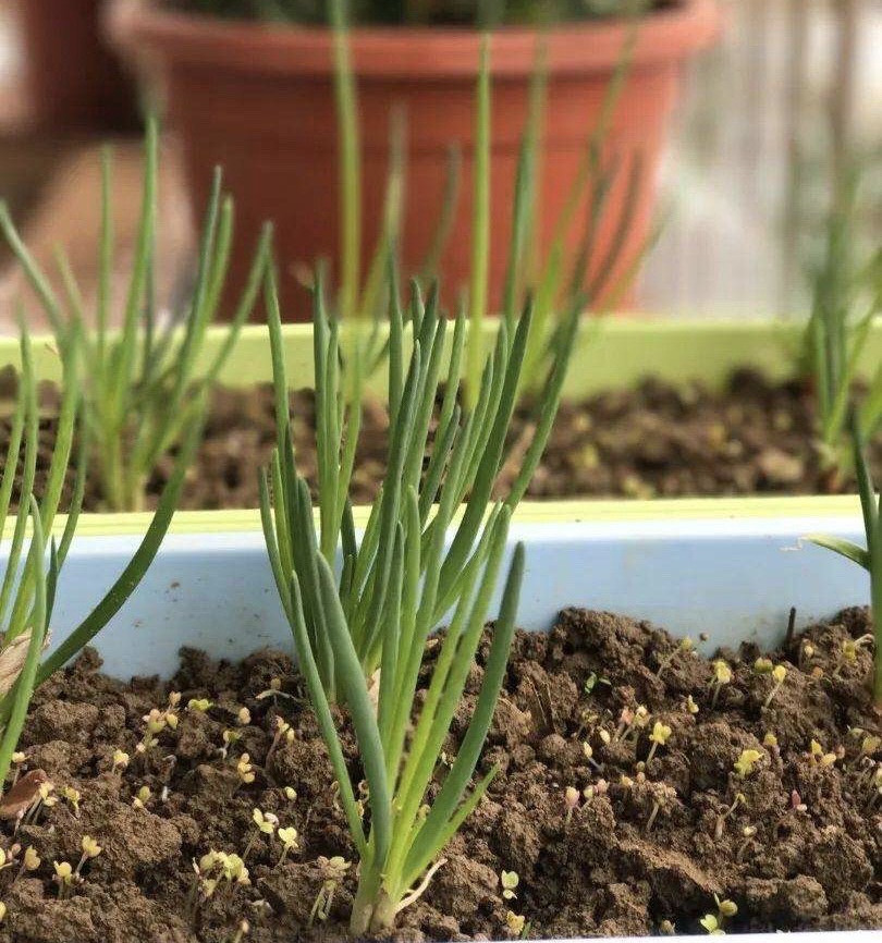 家庭阳台种植蔬菜的技术和方法,阳台怎么实现无土栽培蔬菜