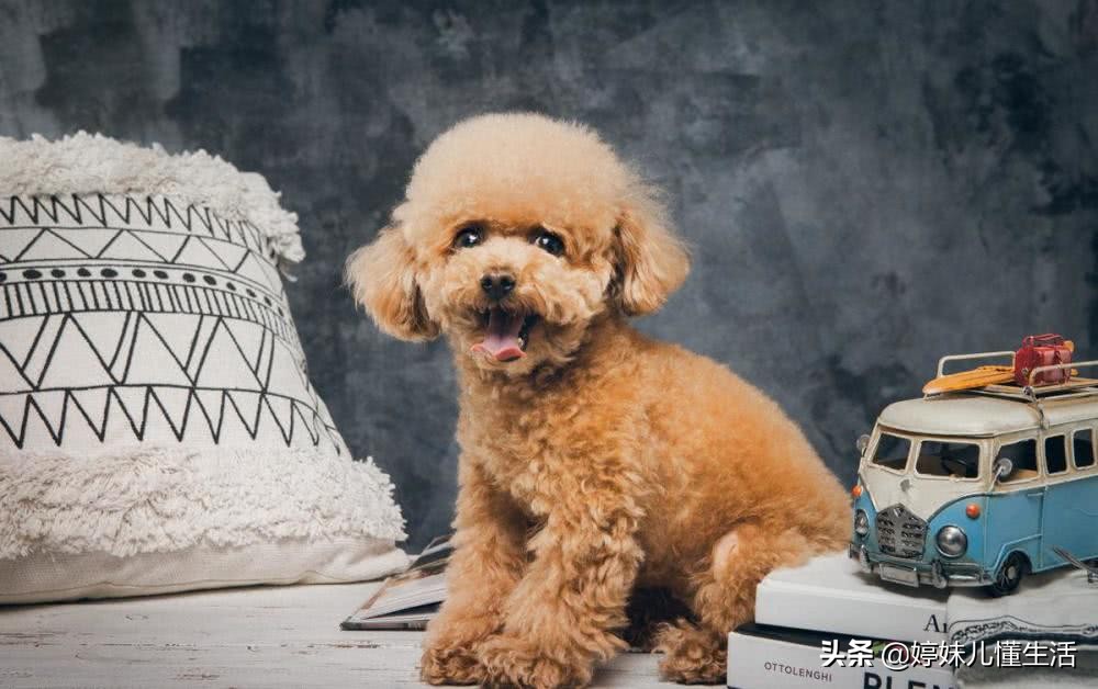 容易被抛弃的狗,哈士奇是最难养的狗吗