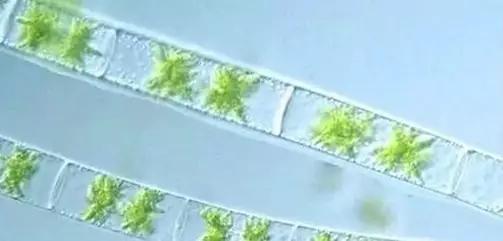 水产养殖藻类老化是怎样的,水产养殖显微镜下各种藻类
