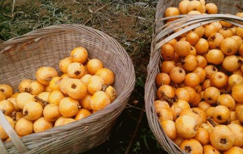 若家境允许，建议吃这5大水果，不吃垃圾食品，大人孩子都喜欢