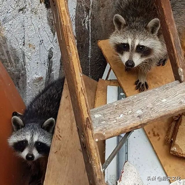 最失败的垃圾分类,目前常用的垃圾分类