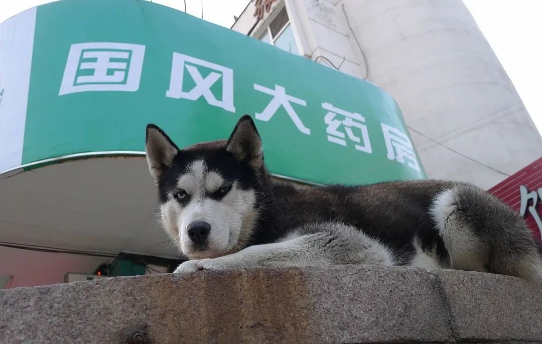 三阳哈士奇优缺点,哈士奇优缺点有哪些