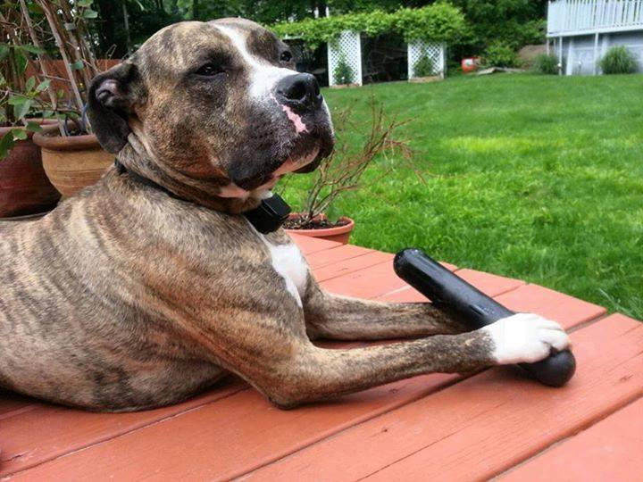 巡回训练狗狗怎么让狗咬玩具,狗狗耐啃咬玩具有哪些类型