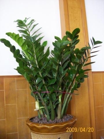 旺财旺宅小盆栽,最旺家的28种植物