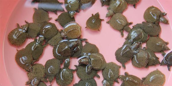 新手养鱼推荐混养品种,新手养鱼入门鱼种混养