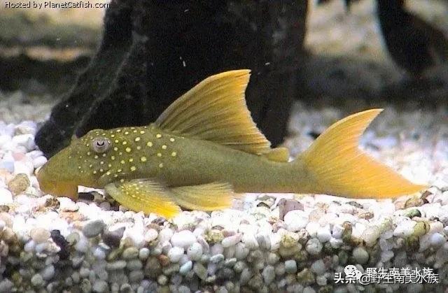 每天认识一种鱼,鲨帆金钻