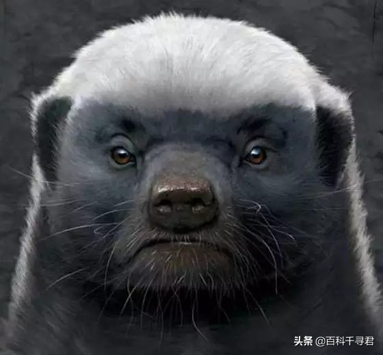 蜜獾的生存能力真有那么强吗,蜜獾为何无所畏惧