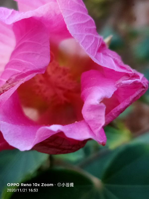 这种花通常用来比作美丽的女子，有人拿来做药，还有人当野菜吃