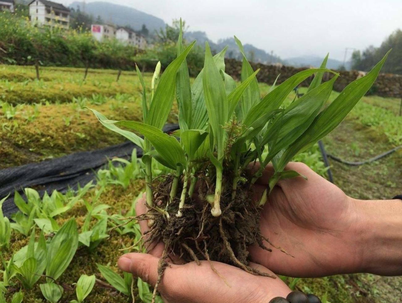 亩产500斤的产量多少,亩产3000斤1斤卖500元