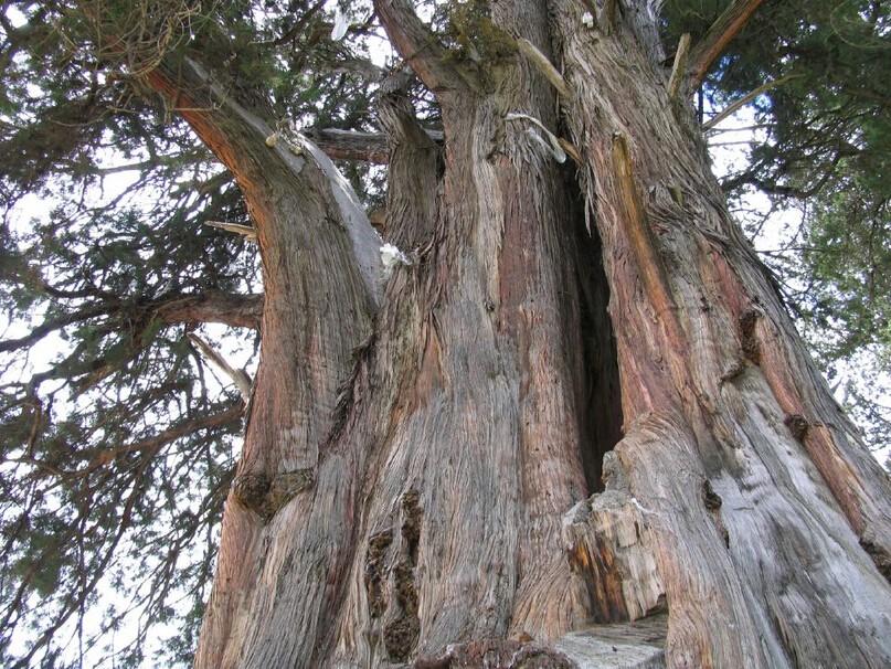 中华人民共和国野生植物保护名录,濒危保护植物名录药用植物多少种