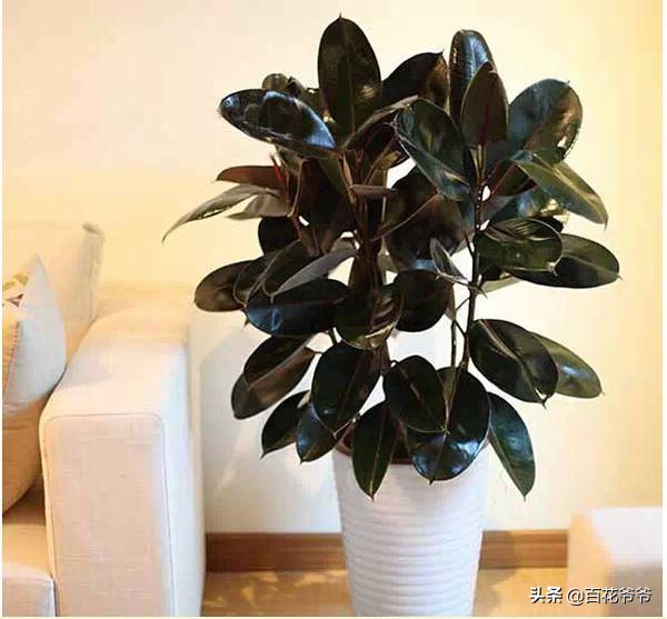 吸甲醛最好的10种花,这几种花是甲醛克星赶紧看看