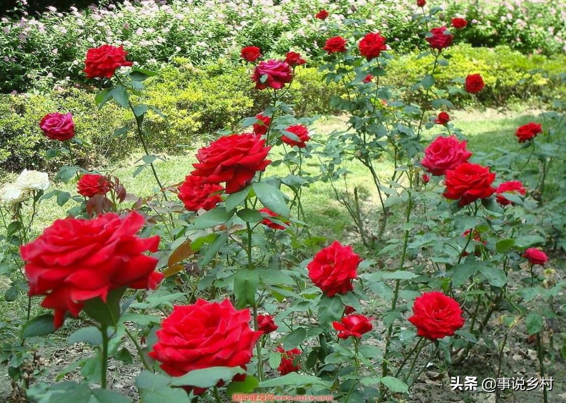 玫瑰花怎样修剪才可以重新长枝条,玫瑰花一枝开三个花苞要修剪吗