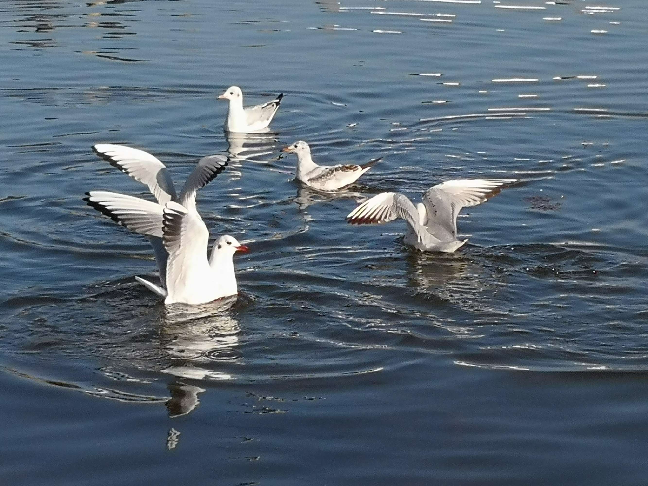 在邛海的惬意时光
