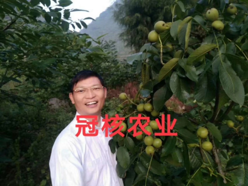 核桃树不结果是咋回事,核桃树不结果啥原因