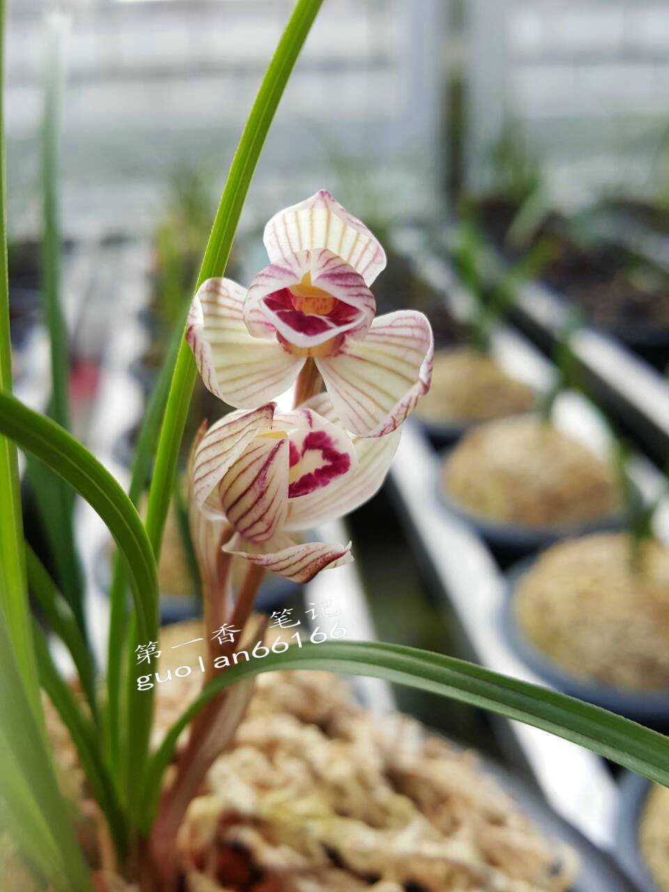 586：西南部兰市热火朝天-莲瓣兰大众化铭品交易量迅猛