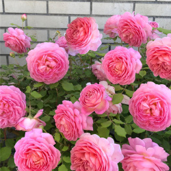 99棵月季,最值得入手的玫瑰月季