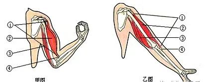 八年级上册生物期末必考的知识点,八年级上册生物性状的遗传知识点